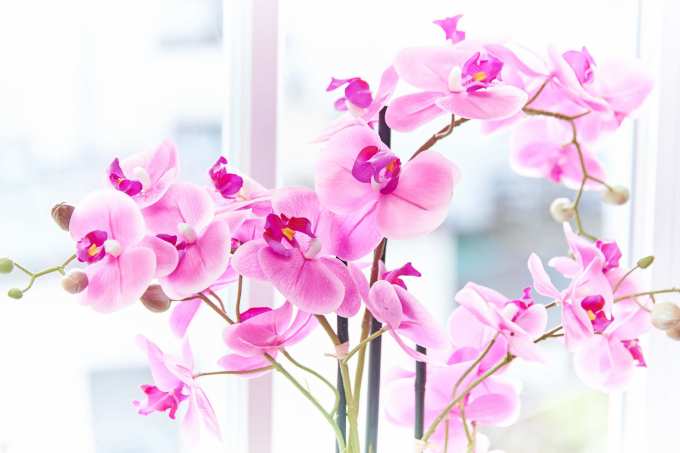 Foto: Orchidee